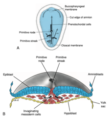 <p>Dag 14-15:</p><p>- Epiblast fortykkes omkring midtlinjen til midten (caudale ende) = primitivfuren </p><p>- Cranielle/cephale ende af primitivfuren = primitivknuden (let hævet område omkring det lille primitive pit)</p>