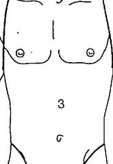<p>Refers to the torso</p>
