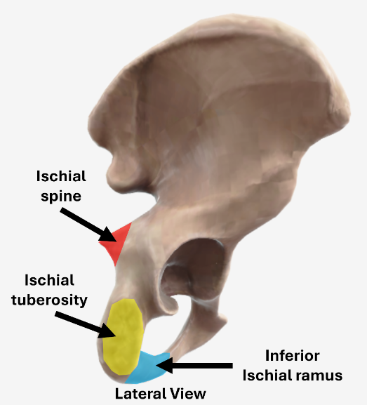 <p>what ligament is the ischial spine an attachment for?</p>