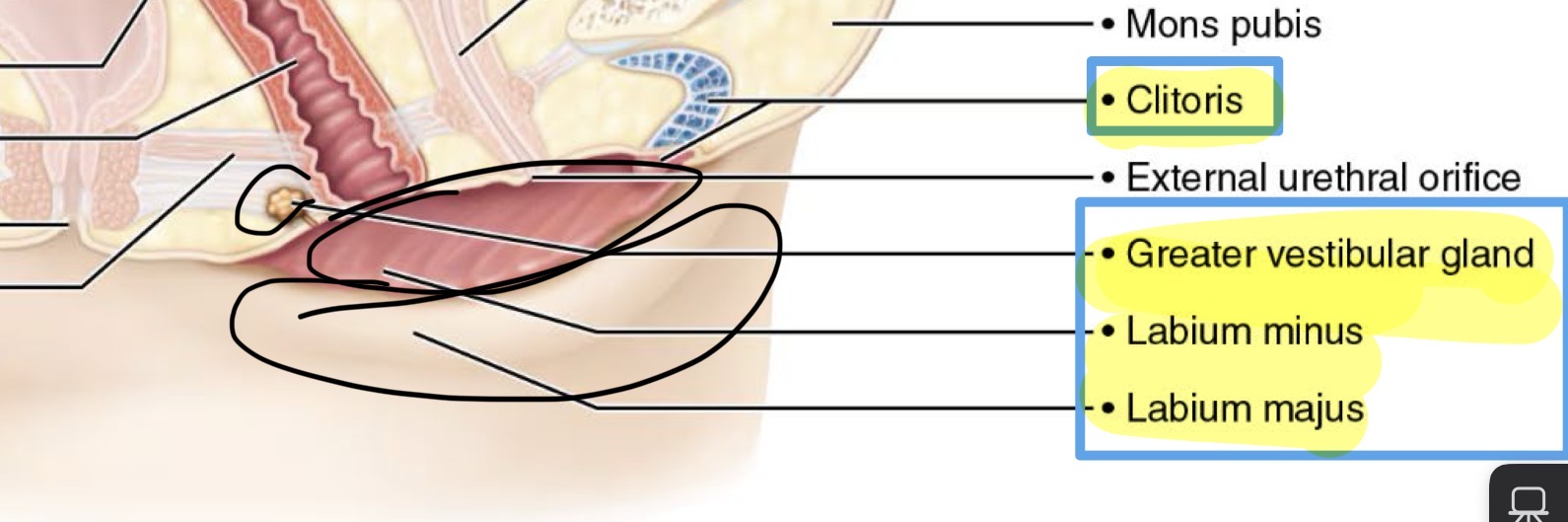 <ul><li><p>labia majora</p></li><li><p>Labia minora</p></li><li><p>Clitoris</p></li><li><p>Vestibular glands (lubrication)</p></li></ul><p></p>