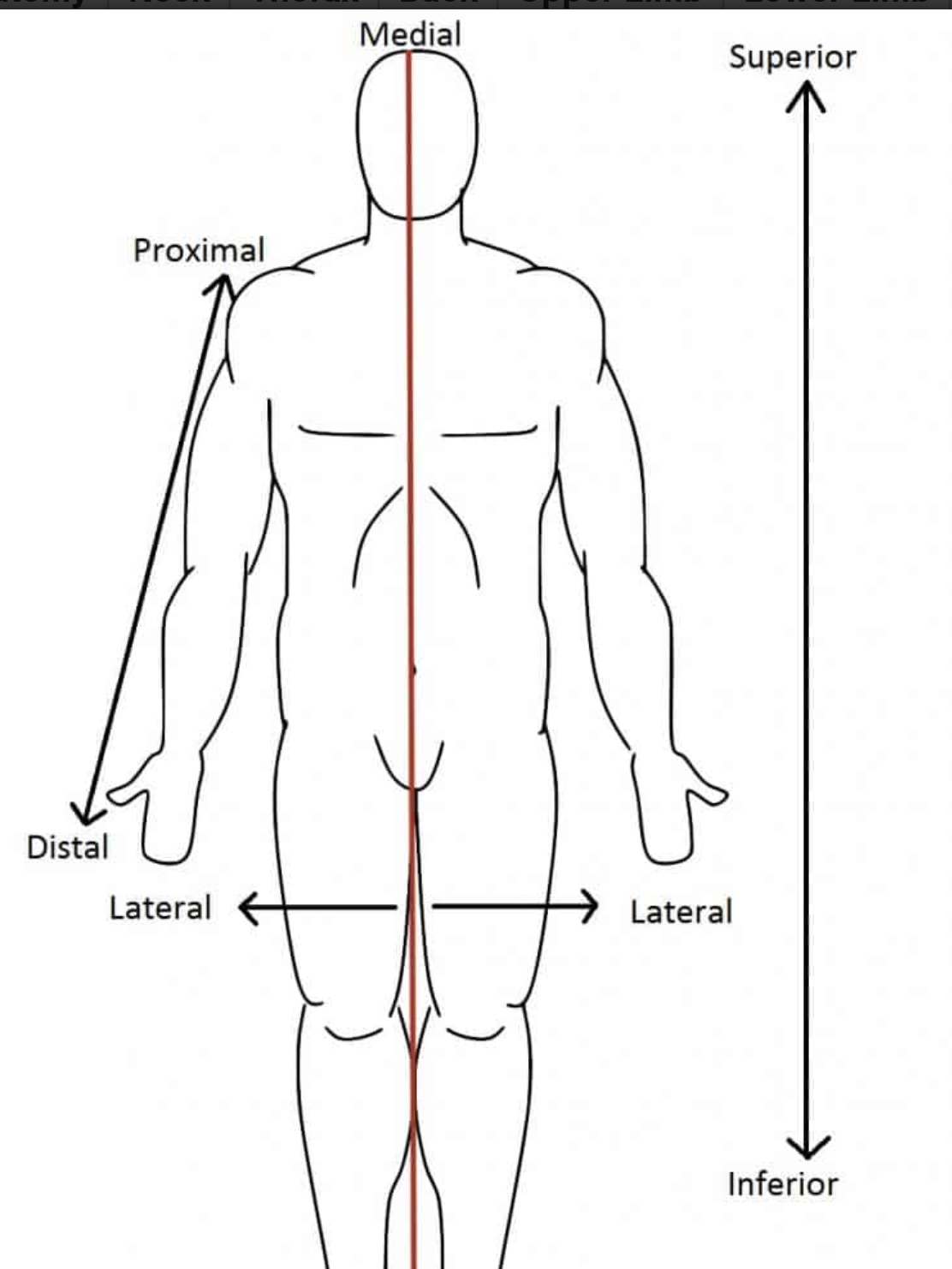 <p>An area of the body in anatomic position that faces toward the head is considered<br>A- Superior<br>B-Inferior<br>C-Proximal<br>D- Dorsal</p>
