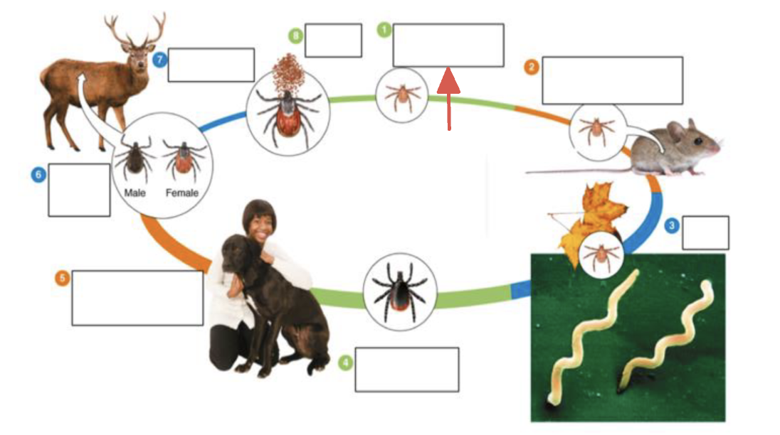 <p>tick vector stage?</p>
