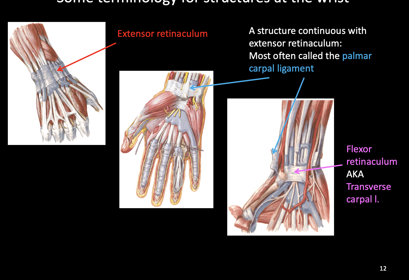 <p><strong>-Extensor retinaculum</strong>: keeps tendosn in place</p><p><strong><mark data-color="red" style="background-color: red; color: inherit;">-Palmar carpal ligament:</mark></strong><mark data-color="red" style="background-color: red; color: inherit;"> continuous with extensor retinaculum</mark></p><p><strong><mark data-color="yellow" style="background-color: yellow; color: inherit;">-Flexor retinaculum/transverse carpal l</mark></strong>: forms part of carpal tunnel</p>