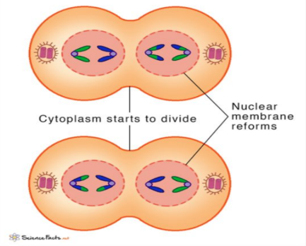 <p>- Chromatids reach poles. <br>- Nuclear membranes reform. <br>- Cells divide (cytokinesis). <br>- Four haploid cells are formed.</p>