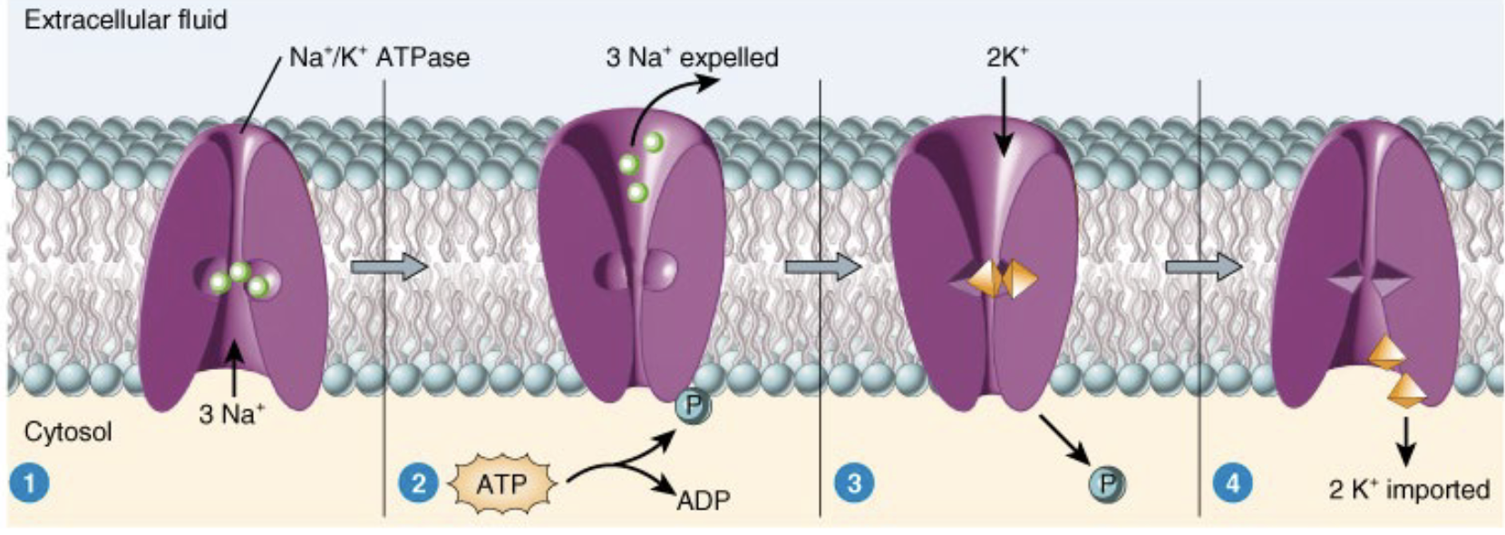 <p>How does Primary active transporters (Na/KATPase) work?</p>