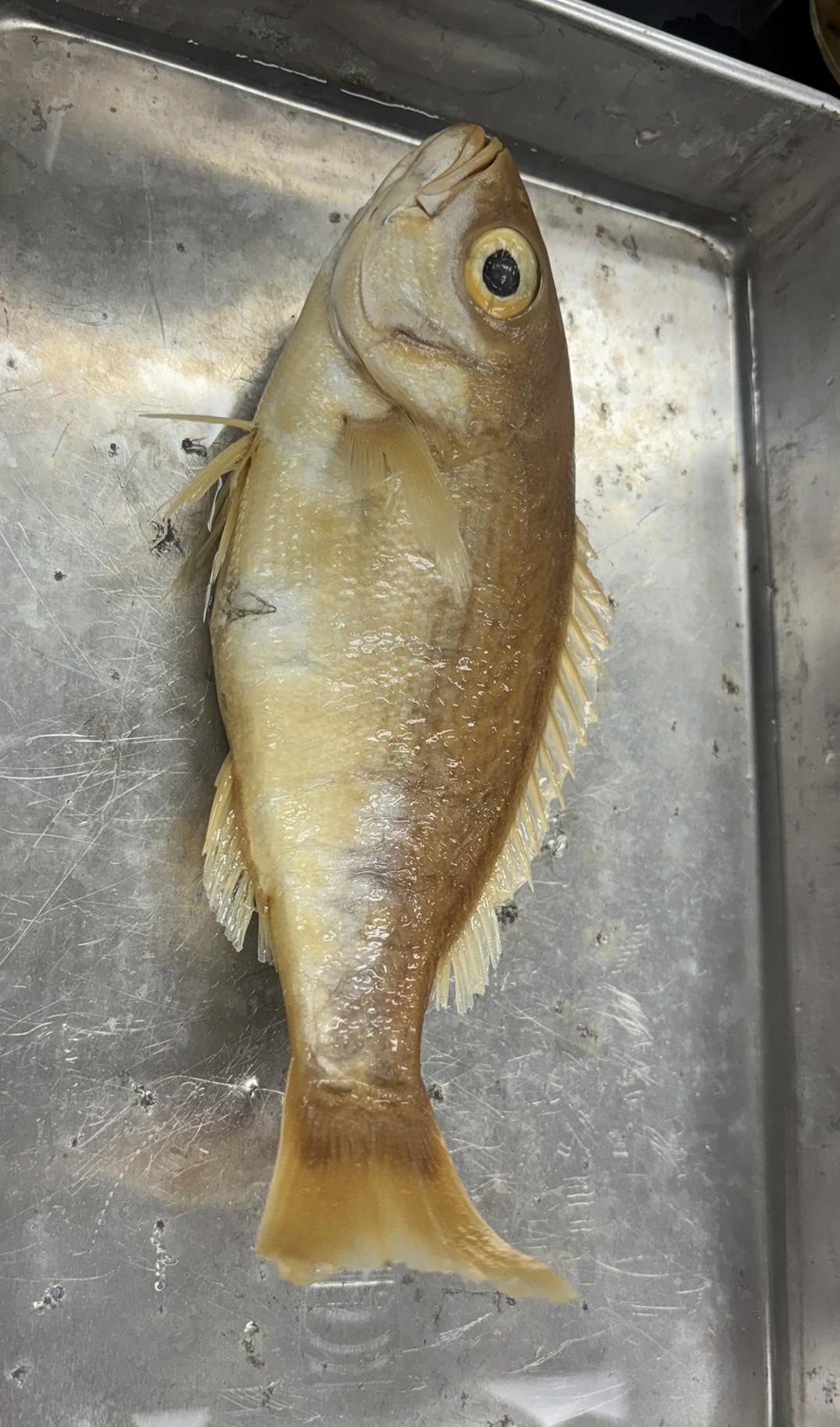 <p>Family Lutjanidae (snappers) - <em>Rhomboplites aurorubens</em></p>