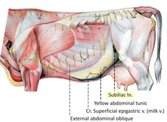 <p>below the iliac or in front of the femur (which is why it is also called prefemoral lymph node)</p>