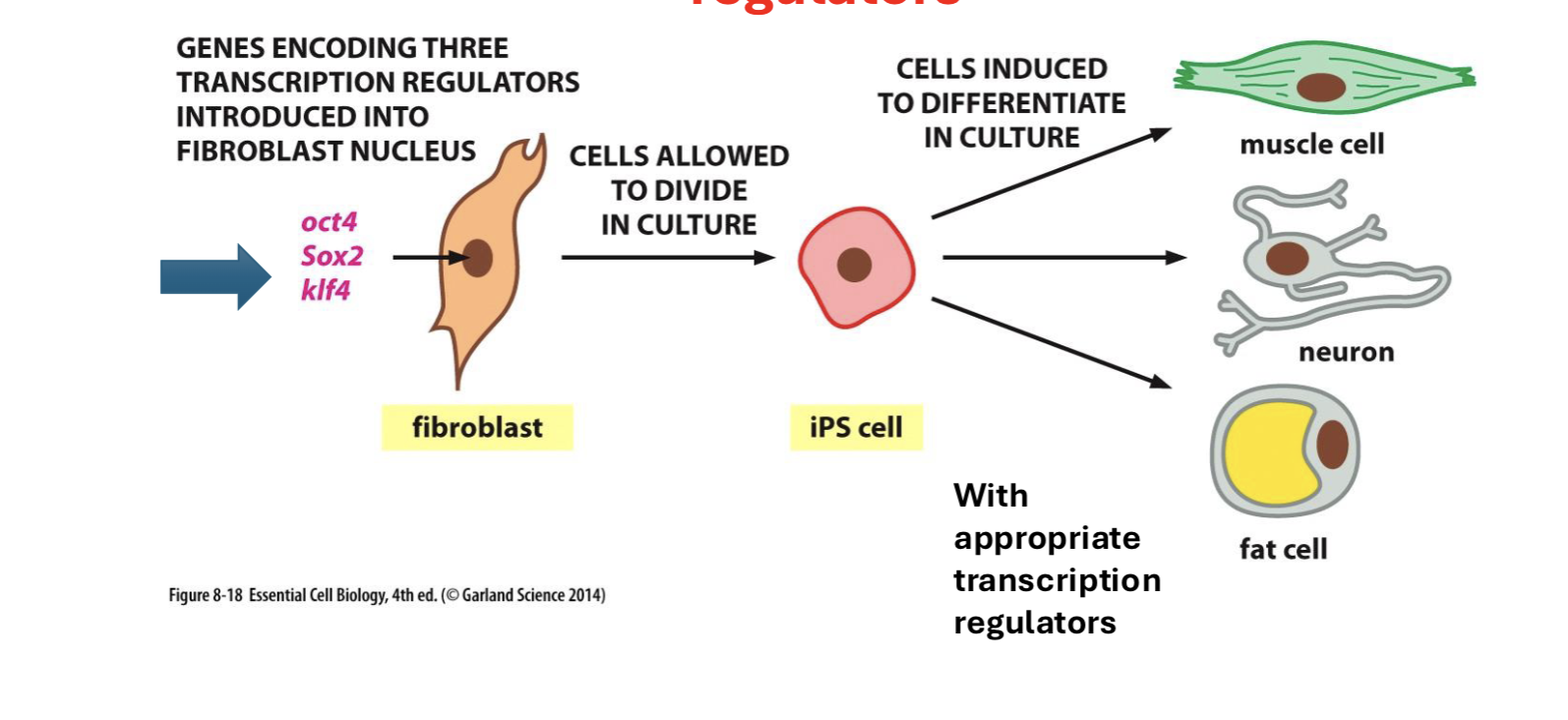 <p>reprogramming differentiated cells into stem cells</p>