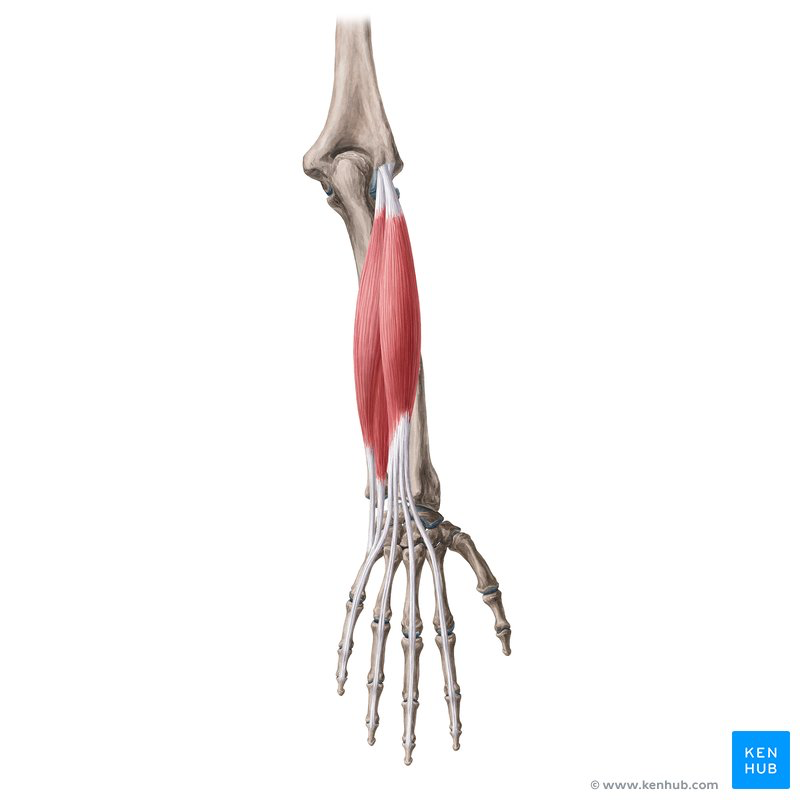 <p>Superficial Posterior Forearm Muscles</p>