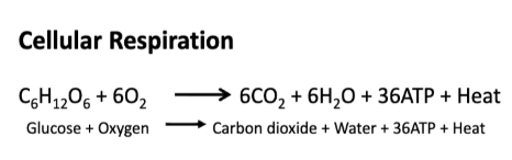 <p>Cellular Respiration </p>