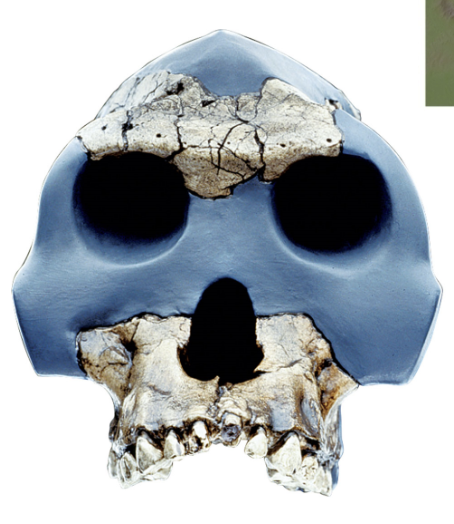 <p><em>Australopithecus gahri </em>(Gracile)</p>