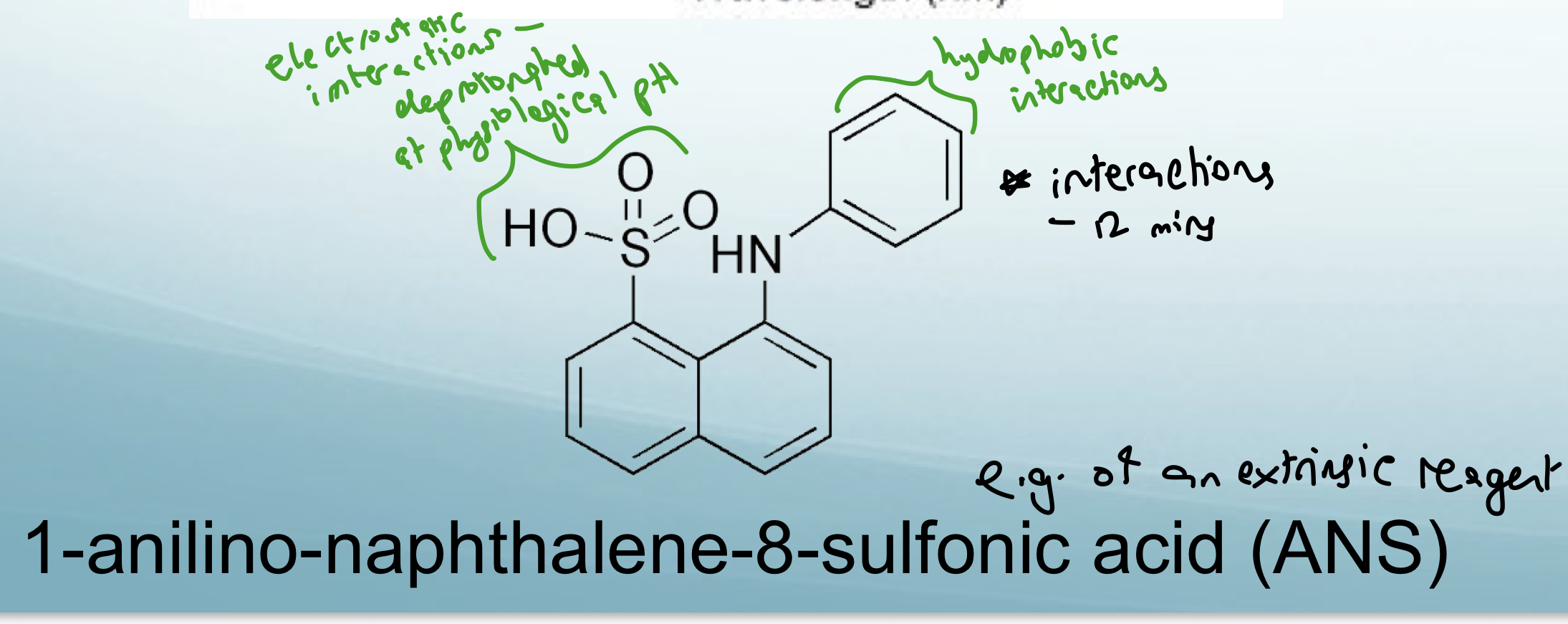<p class="MsoListParagraph">ANS binding is driven by <strong>electrostatic (sulfonate to Lys/Arg) and hydrophobic interactions (aromatic ring)</strong></p>
