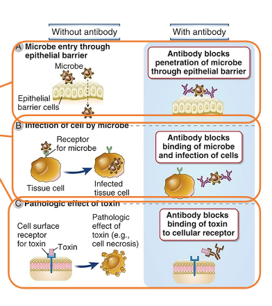 <p><span style="background-color: transparent;">Antibody binding:</span></p><p><span style="background-color: transparent;">• increases size of antigen or microbe</span></p><p><span style="background-color: transparent;">• blocks ability of microbe to infect host cell</span></p><p><span style="background-color: transparent;">• blocks ability of microbial toxin to harm host cell</span></p><p><span style="background-color: transparent;"><strong>Mainly IgA in gut</strong></span></p><p><span style="background-color: transparent;"><strong>Mainly IgG in blood</strong></span></p><p><span style="background-color: transparent;"><strong>Requires only antigen-binding region (Fab)</strong></span></p><p><span style="background-color: transparent;"><strong>=> Any isotype could “work”</strong></span></p><p><br></p>