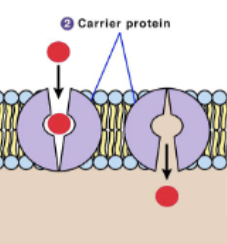 <p>carrier protein </p>