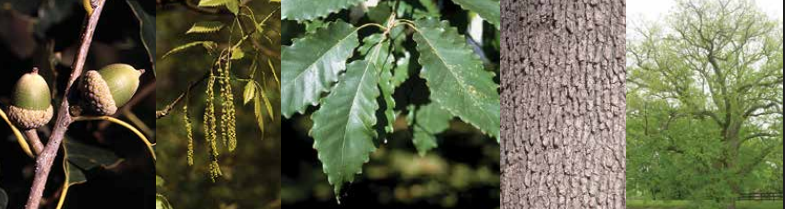 <p>Identify this tree: </p>