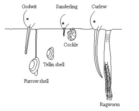 <p>Some birds feed on animals found in mud in estuaries. The drawing shows the heads of three species of these birds and their prey </p><p>Use the information in the drawing to explain how interspecific competition between the birds is reduced (2) </p>