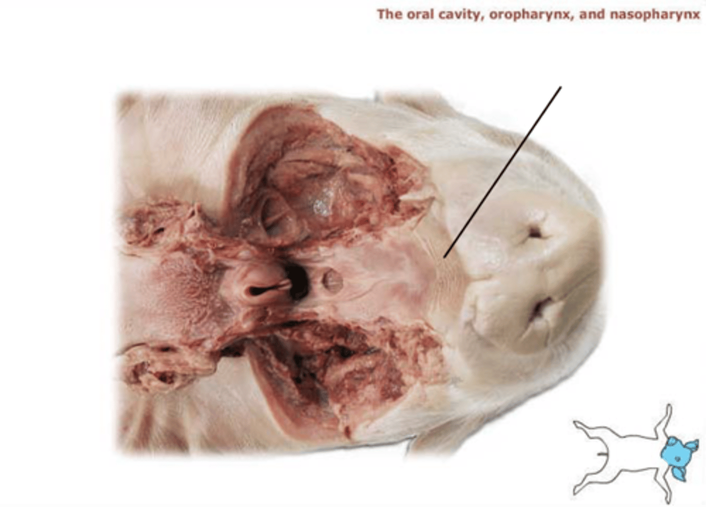 knowt flashcard image