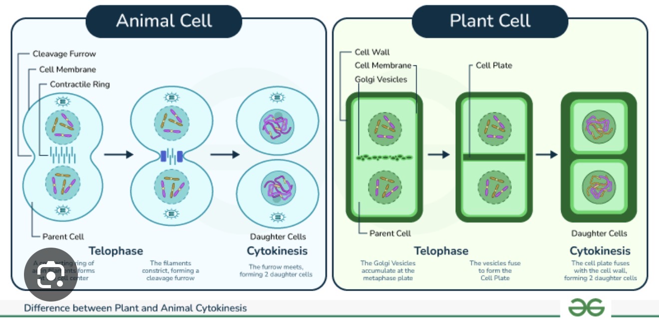 <p><span>Cytokinesis is the division of the cytoplasm following mitosis, producing two separate daughter cells. In animal cells, the cell membrane is pinched inward by the cytoskeleton (cleavage furrow) until the cell splits in two. In plant cells, a cell plate forms along the middle of the cell from Golgi-derived vesicles containing cell wall materials. The cell plate grows outward until it fuses with the existing cell wall, dividing the cell.</span></p>