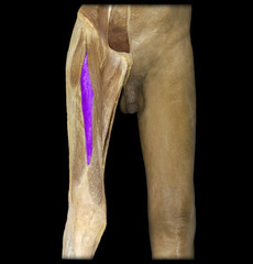 <p>what muscle is this</p>