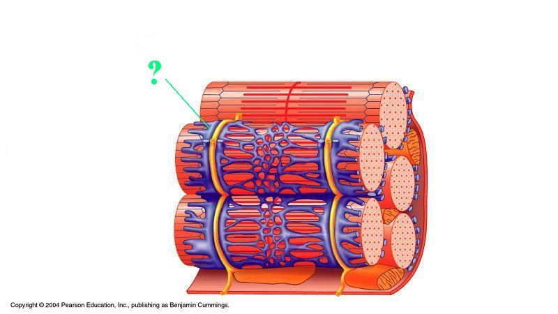<p>Identify the indicated structure </p>