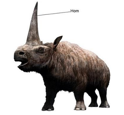 <ul><li><p>The image shows what the extinct Siberian rhinoceros (<em>Elasmotherium sibiricum</em>) might have looked like.</p></li><li><p>The horn of the Siberian rhinoceros is estimated to have been 150 cm long.</p></li></ul><p>Suggest one advantage of this adaptation to the Siberian rhinoceros. [1 mark]</p>