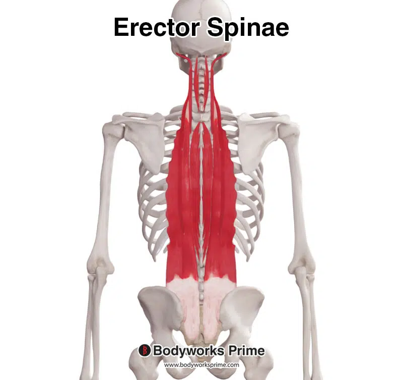 <p>Erector spinae</p>