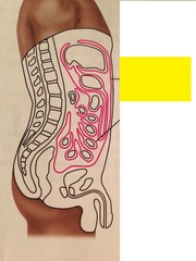 <p>serous membrane of the abdominal cavity</p>