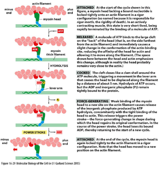 <p>Myosin er ATP-drevne motorproteiner der bevæger sig langs aktinfilamenter.</p><p>Kraft genereres gennem en cyklus:</p><ol><li><p>ATP binder myosin → myosin slipper aktin</p></li><li><p>ATP hydrolyseres → myosinhovedet “cockes”</p></li><li><p>Myosin binder aktin igen</p></li><li><p>Frigivelse af Pi udløser power stroke</p></li><li><p>ADP frigives → ny ATP kan binde</p></li></ol><p>Denne cyklus omdanner kemisk energi fra ATP til mekanisk bevægelse.</p>