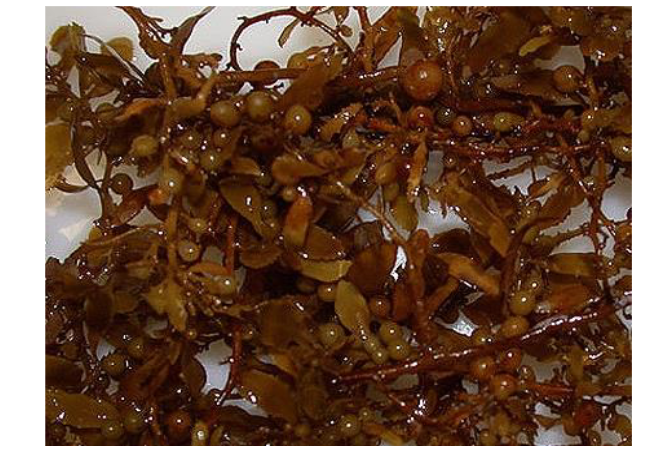 <p><span>multicellular brown algae<br>blades, air bladders, stipe</span></p>