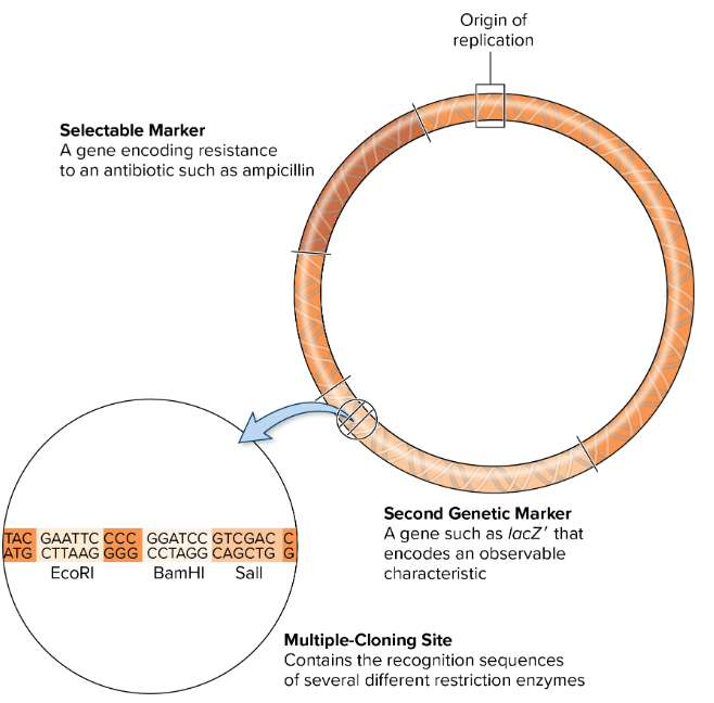 <p>Plasmid or bacteriophage.</p><p><u>Has many features that make it invaluable for cloning, such as:</u></p><ul><li><p><mark data-color="#f4eeee" style="background-color: rgb(244, 238, 238); color: inherit;">origin of replication</mark> » enables plasmid to make more copies of itself independent of the chromosome (can be in thousands)</p></li></ul><div data-type="horizontalRule"><hr></div><ul><li><p><mark data-color="#f4eeee" style="background-color: rgb(244, 238, 238); color: inherit;">multiple-cloning sites</mark> » <mark data-color="yellow" style="background-color: yellow; color: inherit;">sites that contains multiple </mark><strong><mark data-color="purple" style="background-color: purple; color: inherit;">restriction sites</mark></strong><mark data-color="yellow" style="background-color: yellow; color: inherit;">: recognition sequences of a restriction enzyme</mark></p><ul><li><p>gets cut and <mark data-color="yellow" style="background-color: yellow; color: inherit;">desired DNA for cloning</mark> (<strong><mark data-color="purple" style="background-color: purple; color: inherit;">inserts</mark></strong>) gets inserted here</p></li></ul></li></ul><div data-type="horizontalRule"><hr></div><ul><li><p><mark data-color="#f4eeee" style="background-color: rgb(244, 238, 238); color: inherit;">selectable marker</mark> » gene that enables researchers to eliminate cells that have not taken up molecules containing the [__] sequences</p><ul><li><p>provides the cell immunity to be grow on selective media that are typically anti-microbial » kills cells that don’t have it otherwise</p><ul><li><p><u>eg.</u> <strong>ampicillin </strong>» <strong><mark data-color="blue" style="background-color: blue; color: inherit;">NA-Ampicillin</mark></strong> is the most common culture media</p></li></ul></li><li><p><mark data-color="yellow" style="background-color: yellow; color: inherit;">selective environment ensures only bacteria with the [__] grow</mark></p></li></ul></li></ul><div data-type="horizontalRule"><hr></div><ul><li><p><mark data-color="#f4eeee" style="background-color: rgb(244, 238, 238); color: inherit;">second marker</mark> » <mark data-color="yellow" style="background-color: yellow; color: inherit;">helps distinguish cells with successful recombinant plasmid</mark> (has the blue insert), <mark data-color="yellow" style="background-color: yellow; color: inherit;">from what would be just an intact vector</mark> (just red)</p></li></ul><img src="https://assets.knowt.com/user-attachments/fc32c261-42ec-485f-ad3f-d9214051dc0b.png" data-width="100%" data-align="center"><p></p>