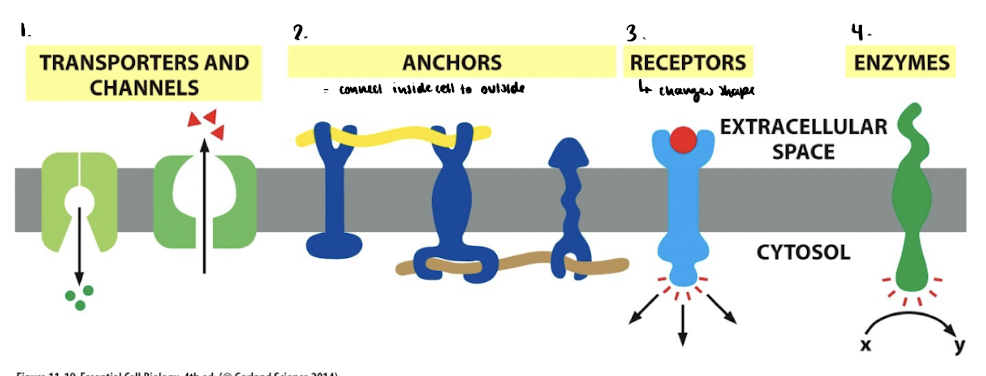 <ol><li><p>transporters & channels </p></li><li><p>anchors = connect inside cell to outside</p></li><li><p>receptors (changes shape)</p></li><li><p>enzymes</p></li></ol><p></p>