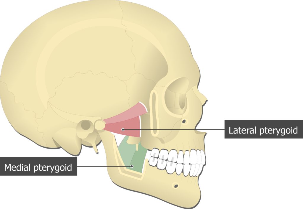 <p>Deep muscles near the TMJ responsible for jaw protrusion and side-to-side movement.</p>