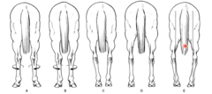 <p>What are these flaws of the hindlimb? Which are postural rather than conformational?</p>