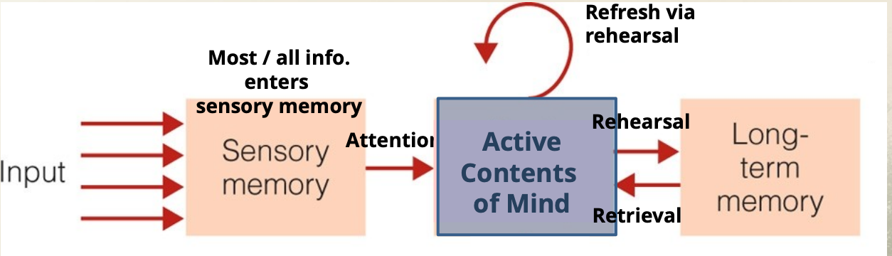 <p>Information enters <strong>sensory memory</strong>, and with attention moves to <strong>working memory</strong>, where rehearsal stores it in <strong>long-term memory</strong> and retrieval brings it back when needed.</p>