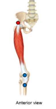 <p>What is the red dot representing? is it an origin/insertion, for what muscle?</p>
