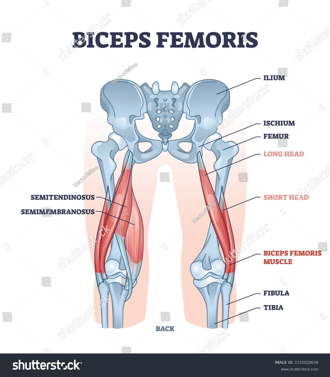 <p>biceps femoris</p>
