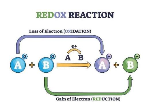 <p>reducing agent, oxidizing agent</p>