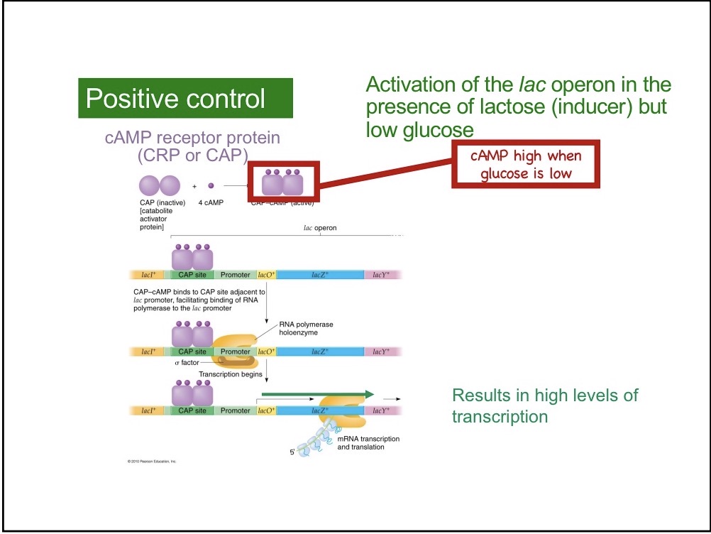 <p>cAMP binds to CAP, an activator protein. CAP protein  recruits RNA polymerase by binding to the C-terminal domain of the alpha subunit</p>