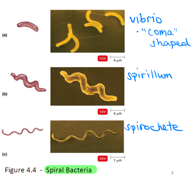 <ul><li><p><strong>Vibrio</strong> = "comma" shaped</p></li><li><p><strong>Spirillum</strong></p></li><li><p><strong>Spirochete</strong></p></li><li><p>All spiral types are <strong><u>motile</u></strong></p></li></ul><p></p>