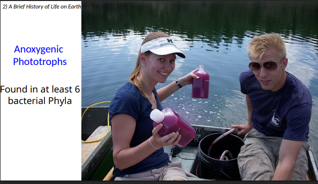 <p>6 bacterial Phyla</p>