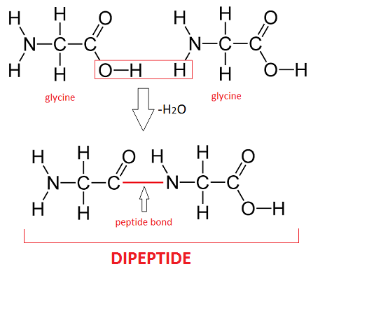 <p>A molecule made from two amino acids joined by one peptide bond</p>