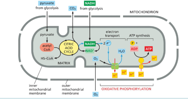 <p>Some <strong>amino acids</strong> are converted into:</p><ul><li><p><strong>Acetyl CoA</strong> or</p></li><li><p><strong>Citric acid cycle intermediates</strong></p></li></ul><p></p>