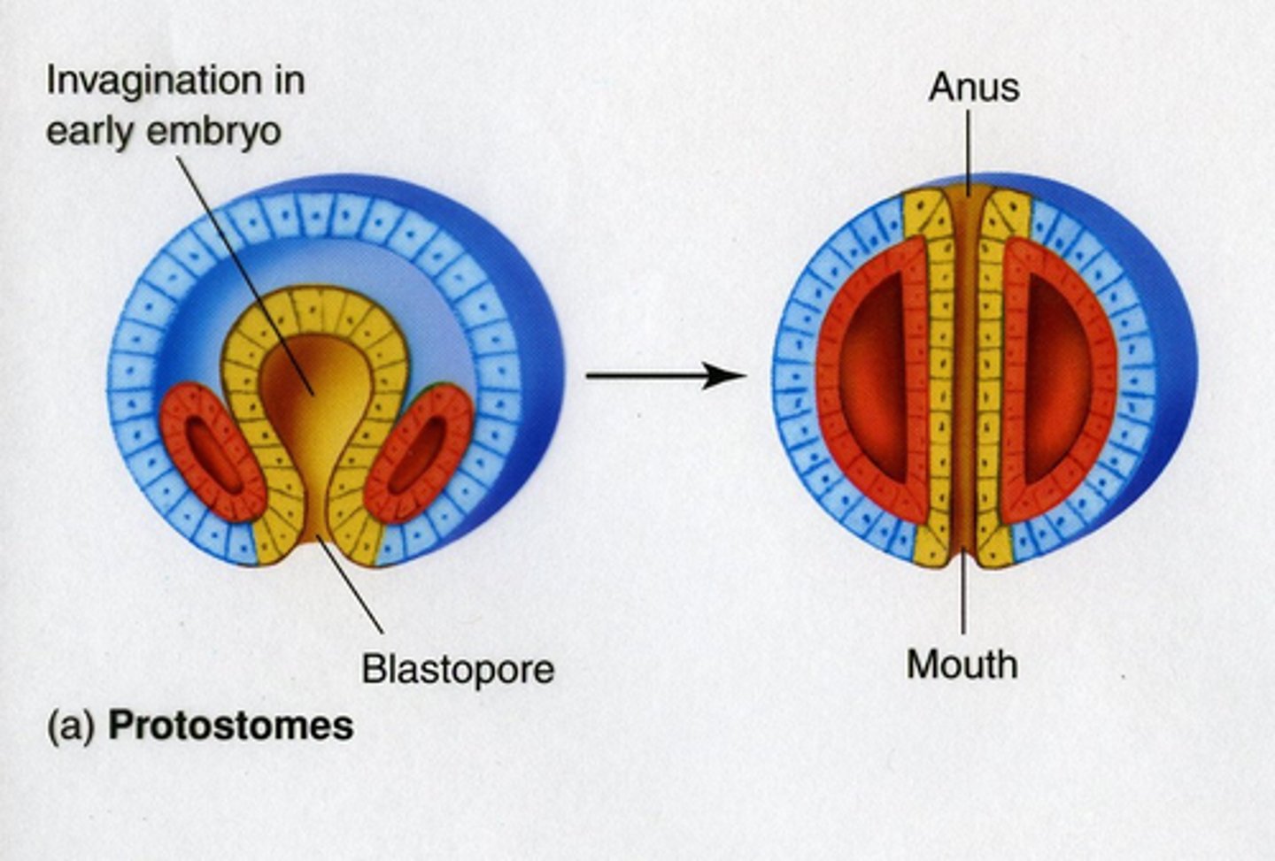 <p>mouth</p>