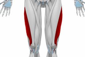 <p>Extends knee</p>