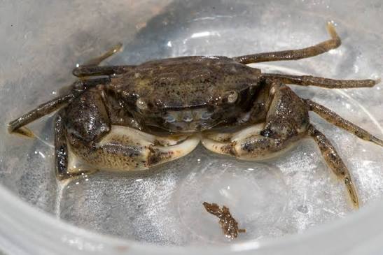 <p>What is the common name and scientific name of this organism </p>
