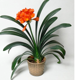 <p><span><strong>Amaryllidaceae</strong></span></p>