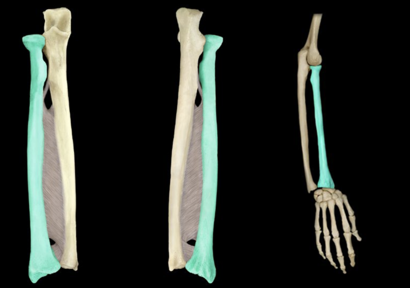 <p>What is the highlighted bone?</p>