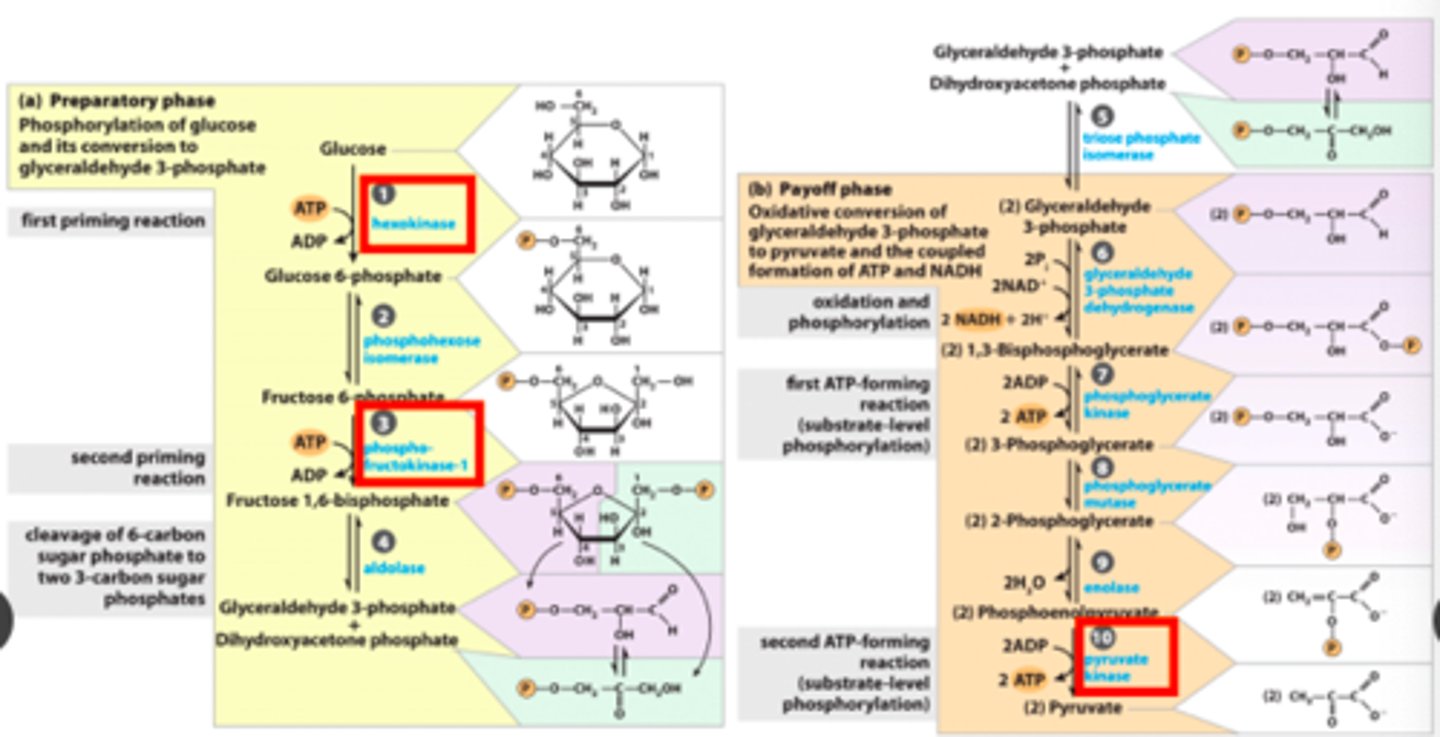 <p>1) Hexokinase.</p><p>3) Phospho-fructokinase-1.</p><p>10) Pyruvate kinase.</p><p>-Highly exergonic rxns.</p><p>- Are the regulated steps in glycolysis.</p>