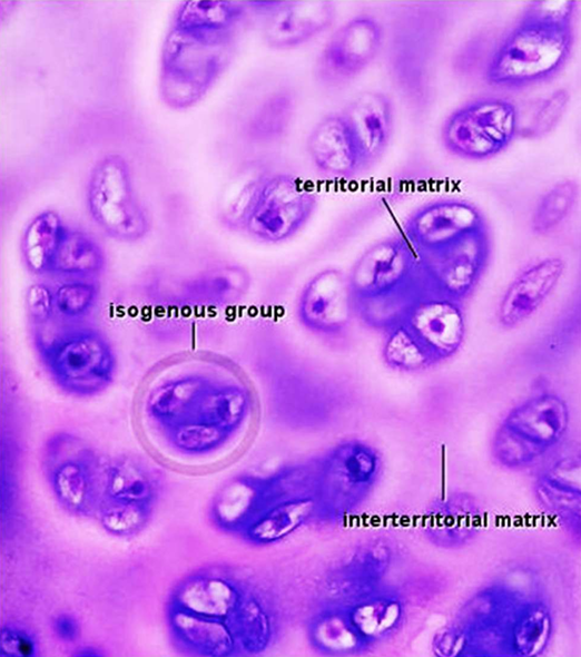 <p>Is the ECM located closest to the cells in isogenous groups</p>
