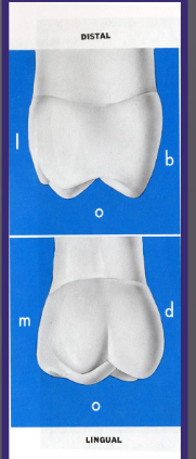 <p>Palatal developmental groove, extends from the centre of the palatal surface between 2 palatal cusps</p><p>Distal oblique groove, as the palatal developmental groove curves distally, it becomes this</p>
